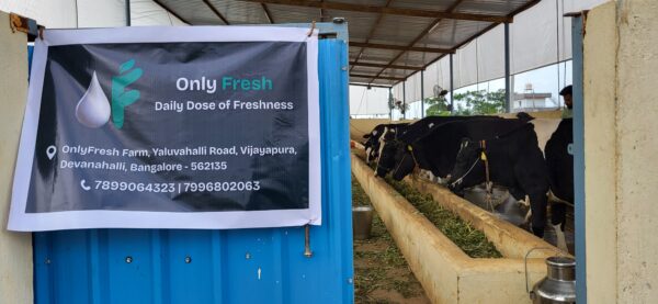 daily fresh milk ( 500 ml )