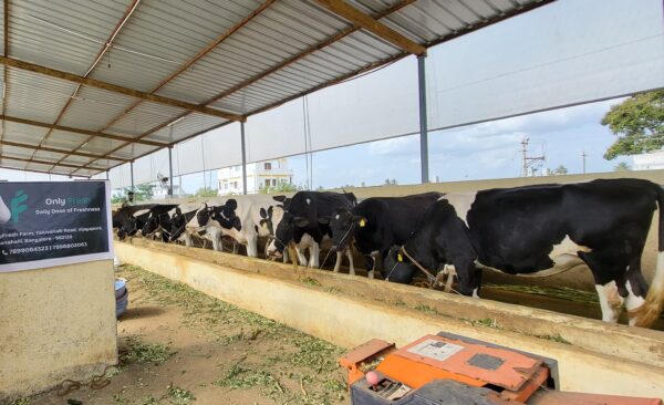 daily fresh milk ( 500 ml )