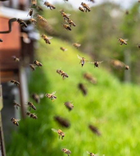 bees, insects, honey bees, beehive, honey, wings, hive, brood, hymenoptera, entomology, beekeeping, colony, honeybee, beekeeper, carnica, nature, carniolan honey bee, bees, bees, bees, bees, bees, honey, honey, honey
