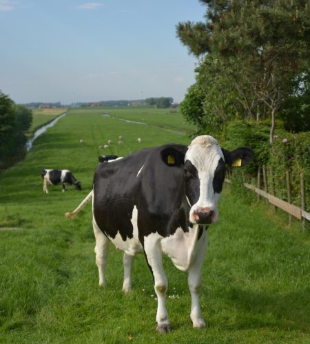cow, netherlands, landscape, rural, green cow, cow, cow, cow, cow, cow, landscape